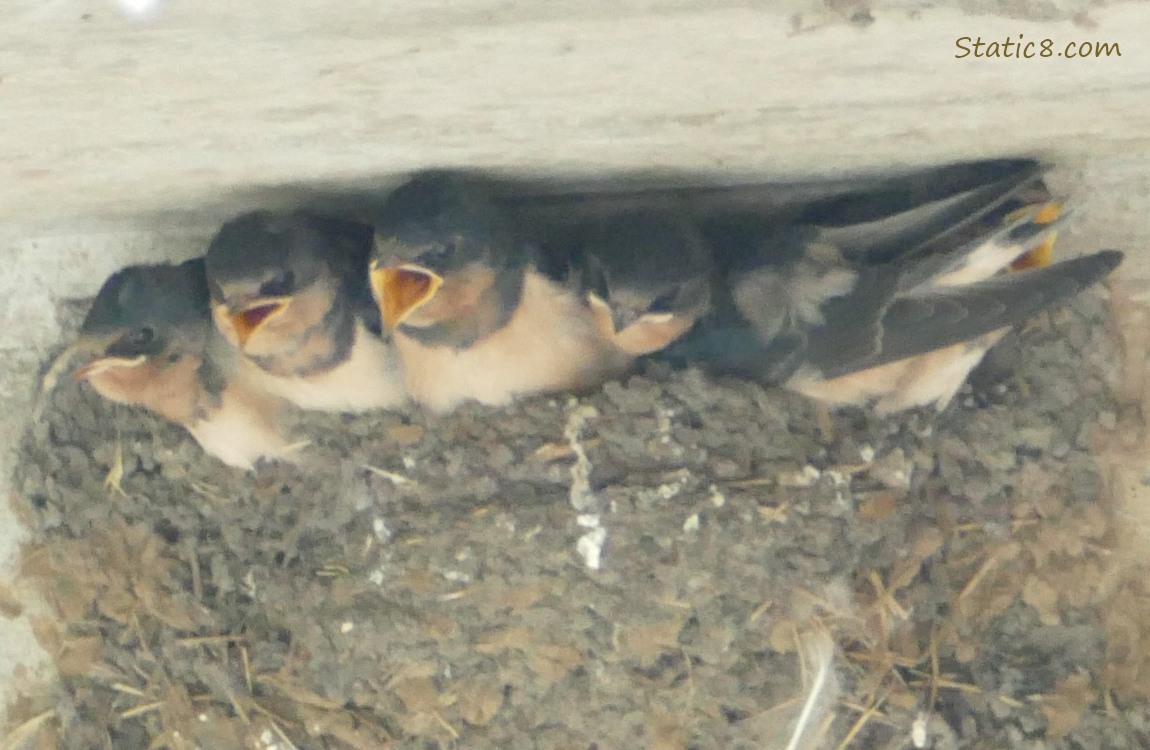 Barn Swallow babies begging in the nest