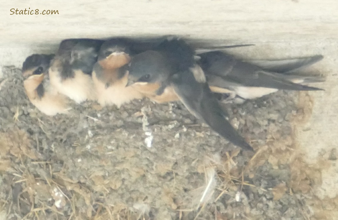 Barn Swallow babies squirming in the nest
