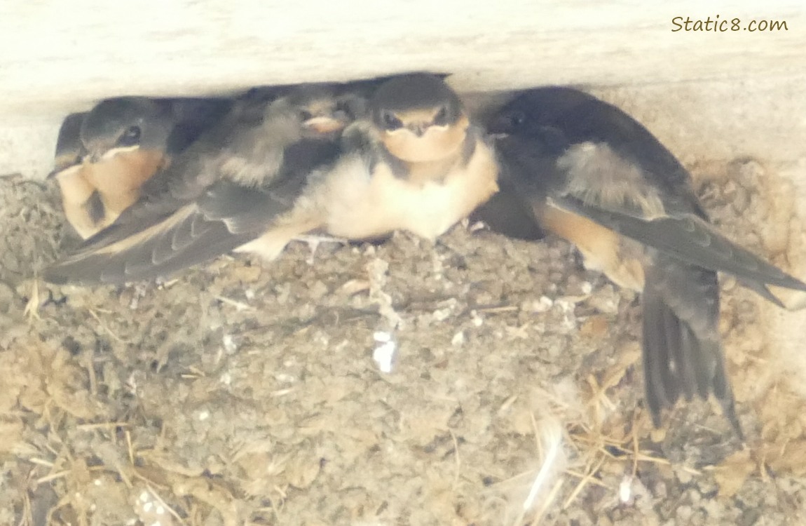 Barn Swallow babies in the nest