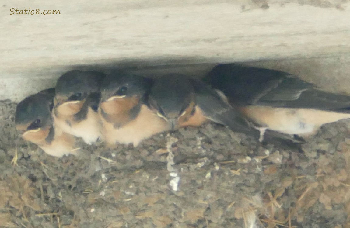 Barn Swallow babies squirming around in the nest