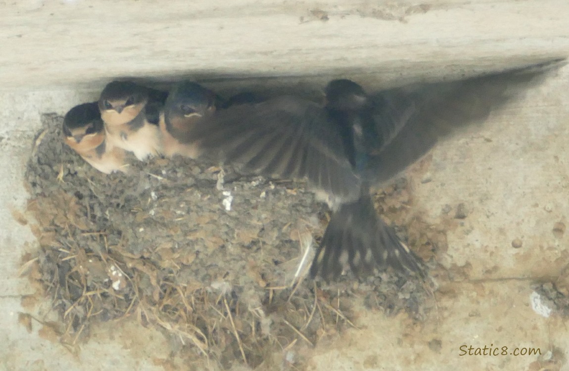 Barn Swallow fledgling flying back into the nest