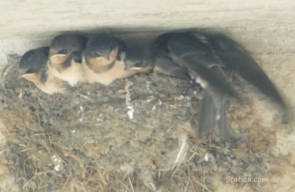 Barn Swallow babies moving around in the nest