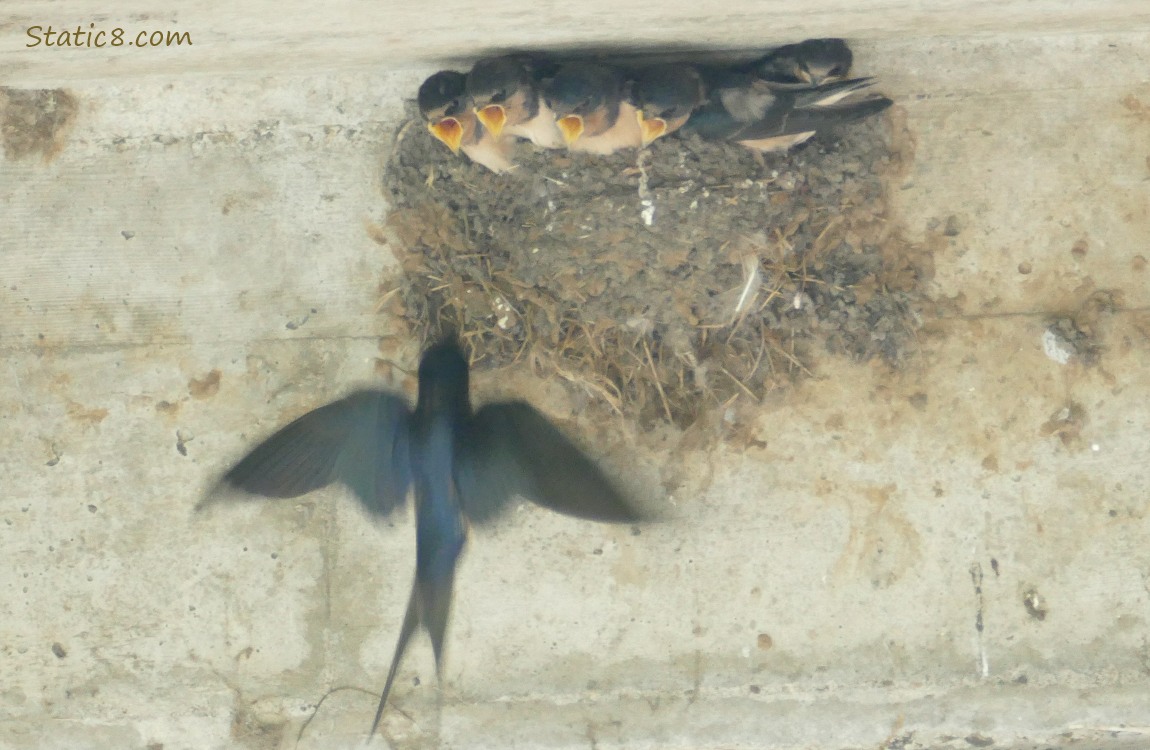 Barn Swallow Parent flying up to the nest of babies