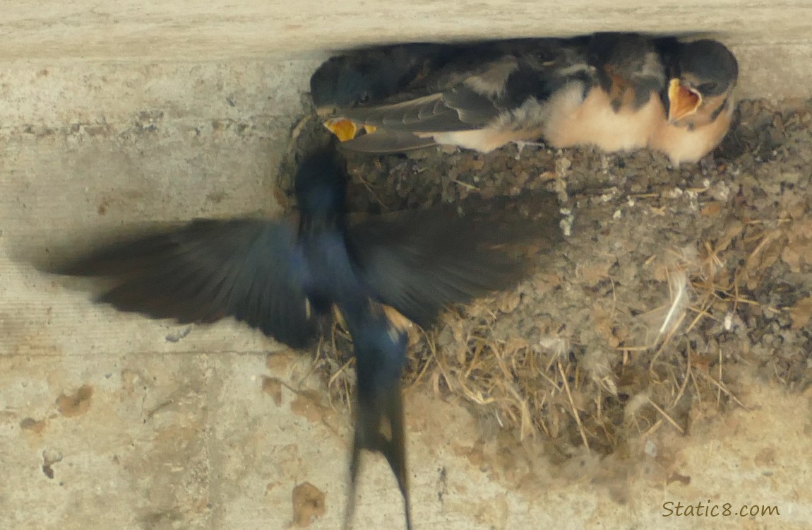 Barn Swallow parent flies up to feed a baby in the nest