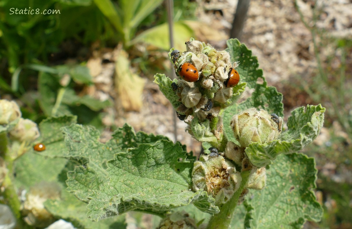 Bugs on a plant