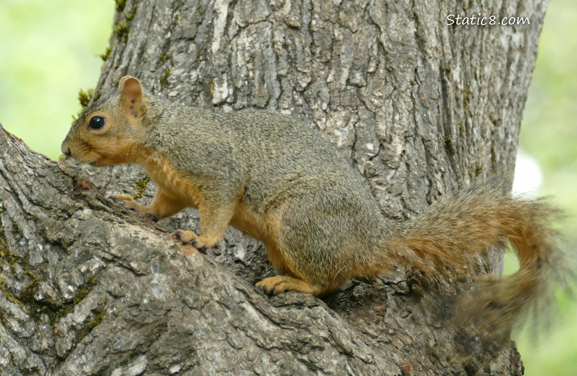 Squirrel standing in the crook of a tree trunk