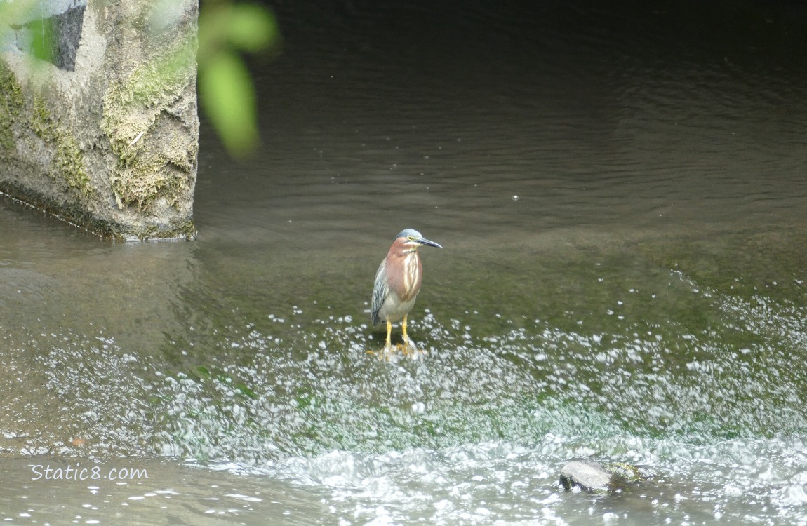 Green Heron standing in shallow rushing water