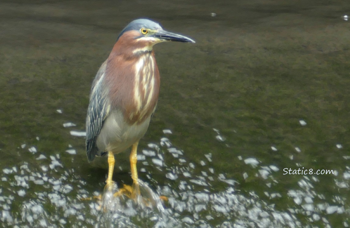 Green Heron standing in shallow rushing water