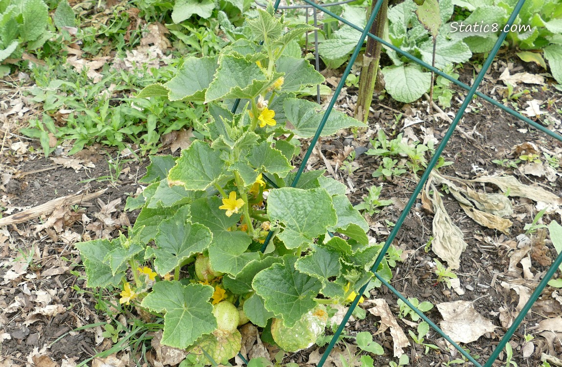 Cucumber plant with fruits and flowers