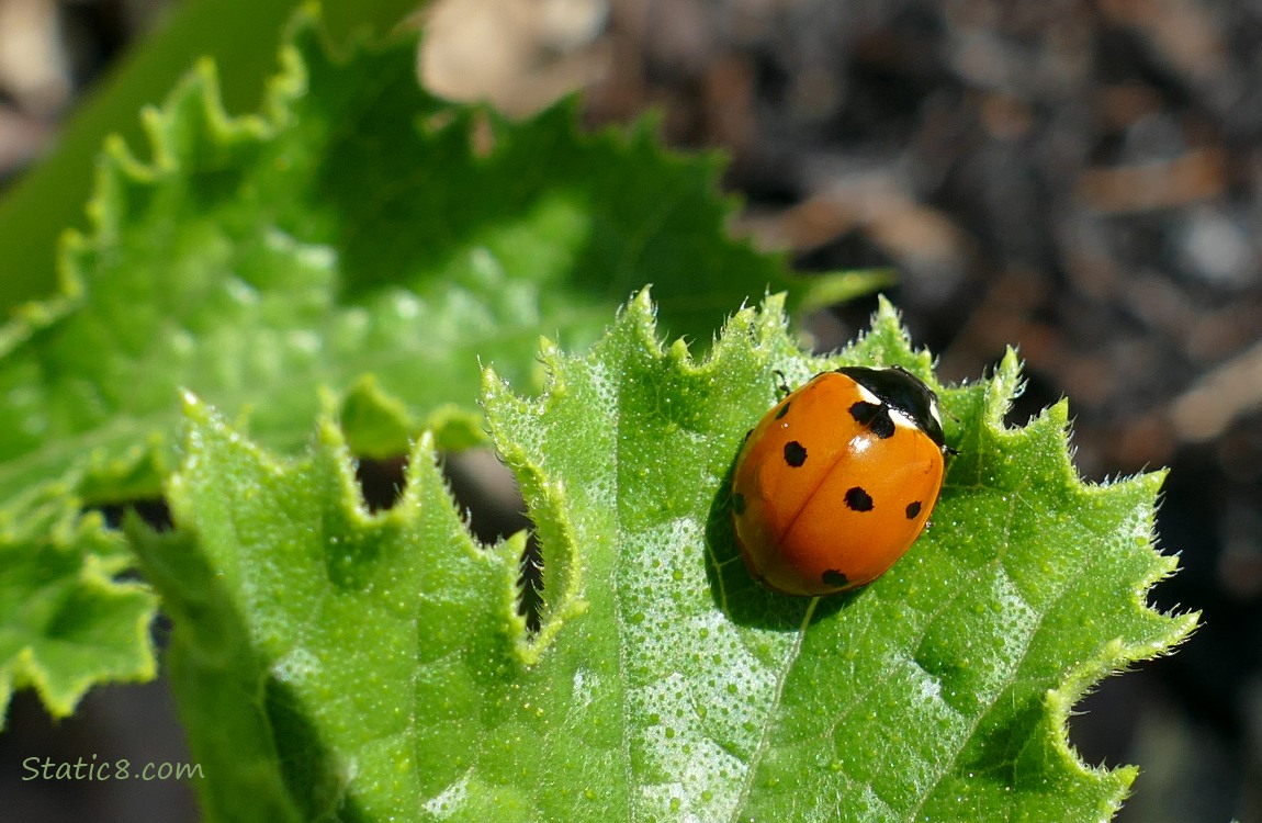 Ladybug on a leaf