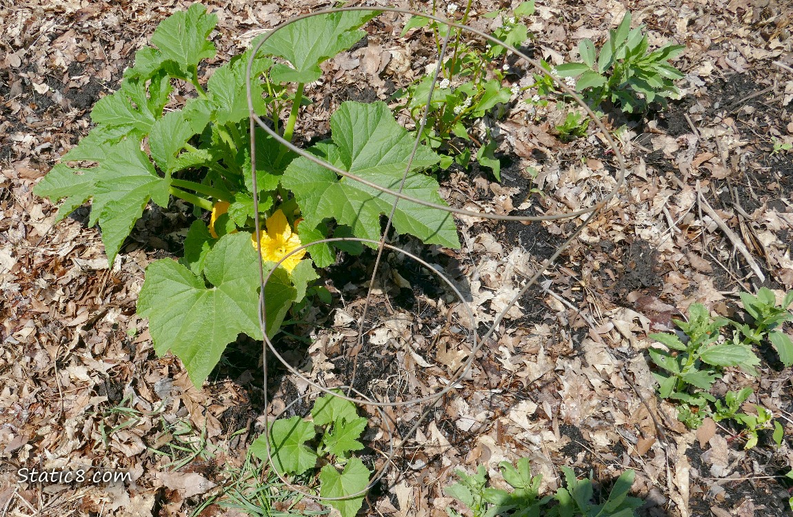 Crooknecks growing in the ground