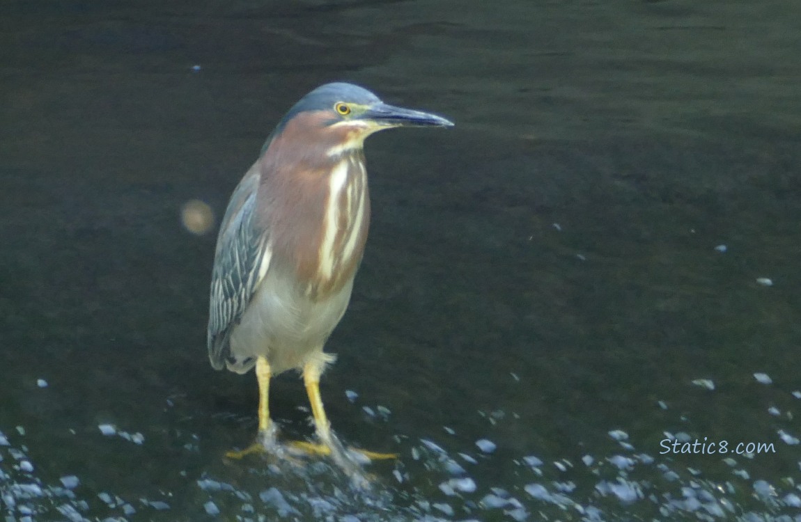 Green Heron standing in shallow rushing water