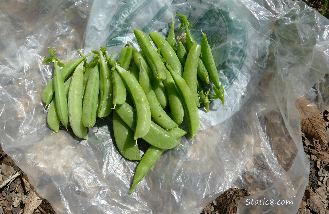 Harvested snap peas
