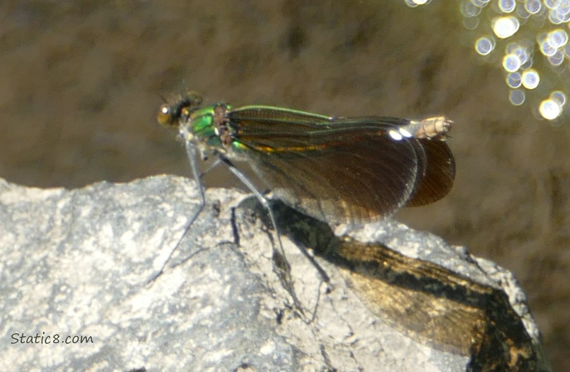 Damselfly standing on a rock