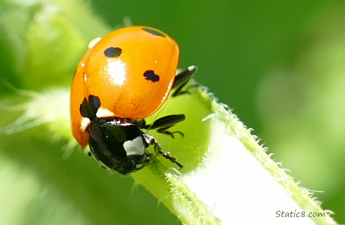 Ladybug on a green stem