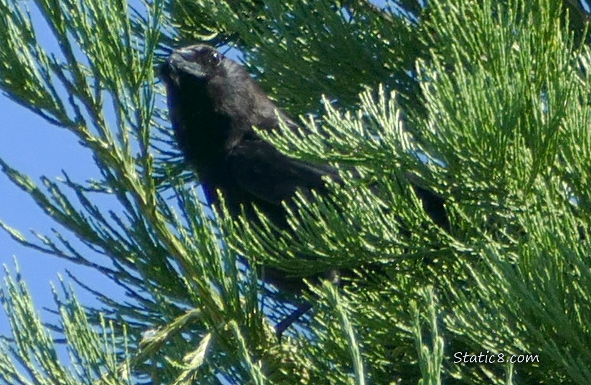 Crow looking out from a pine tree
