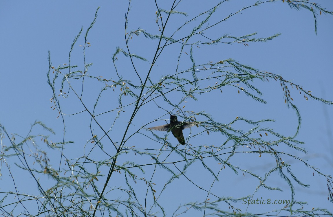Hummingbird behind Aparagus fronds