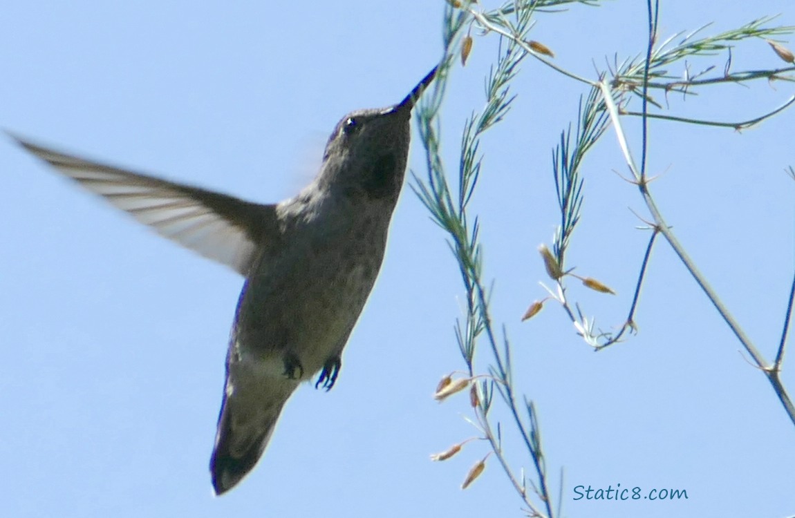 Anna Hummingbird at an Asparagus bloom