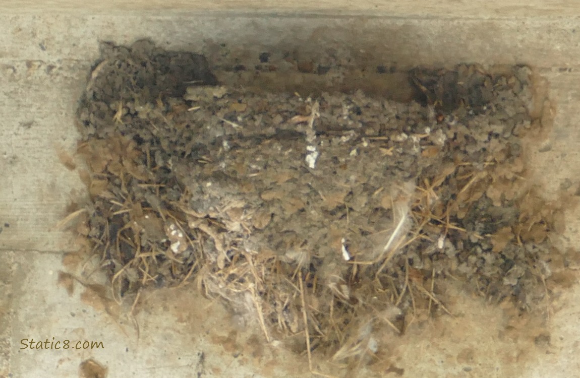 Empty Barn Swallow nest