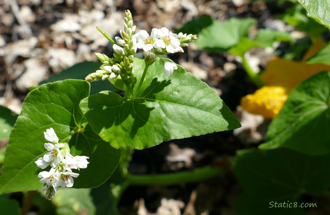 Buckwheat blooms