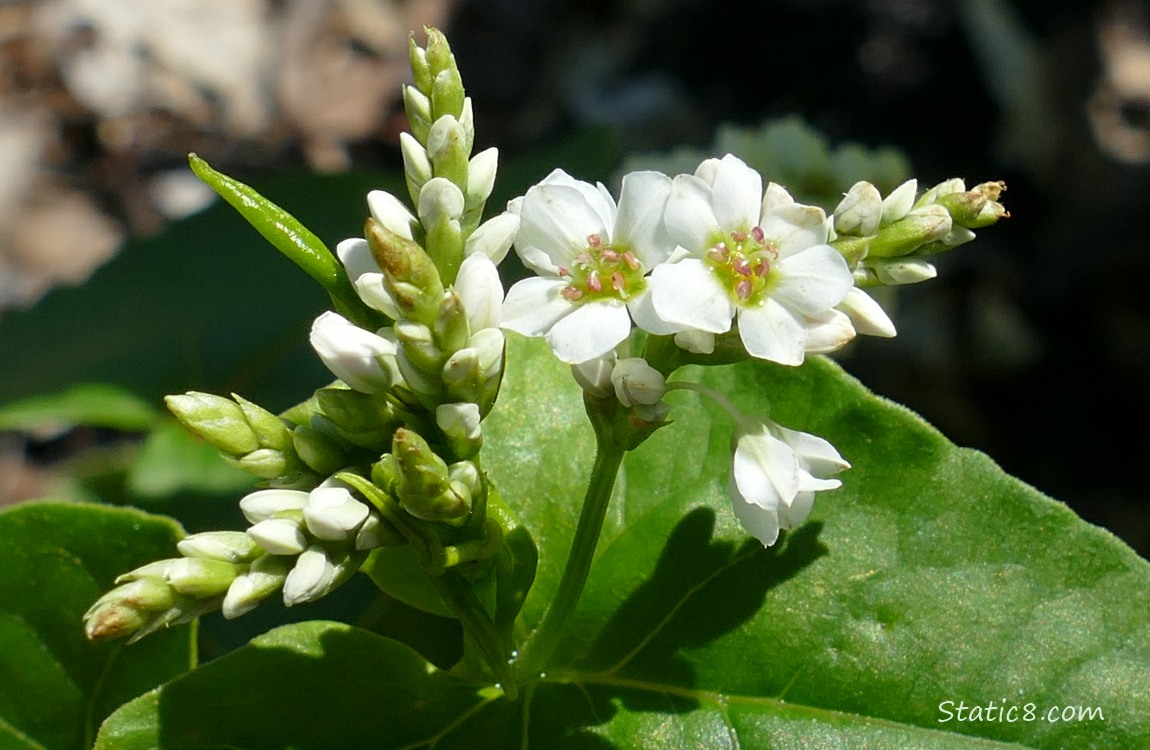 Buckwheat blooms