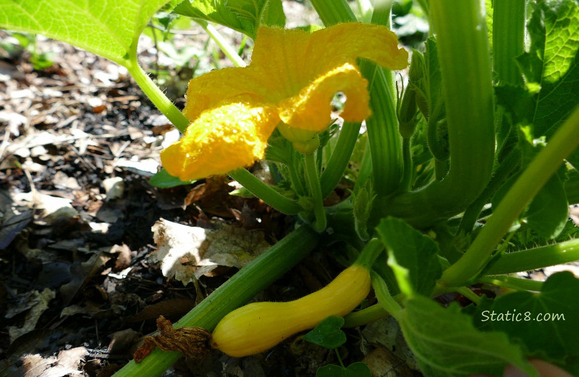Crookneck fruit growing under the leaves of the squash