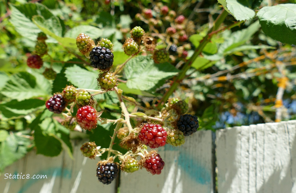 Himalayan Blackberry fruits ripening on the vine