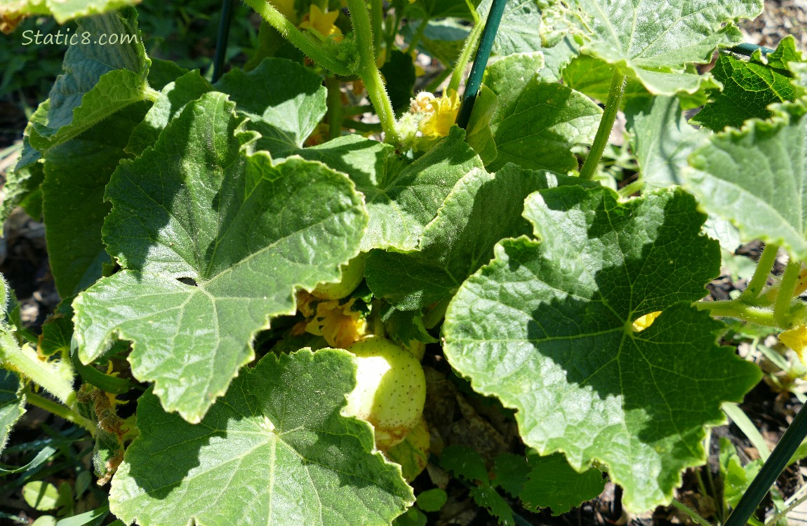 Lemon Cucumber plant with a fruit
