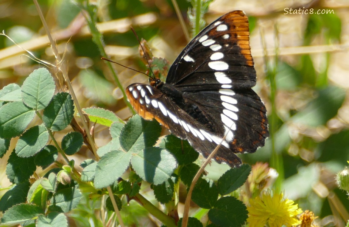 Butterfly standing on weeds
