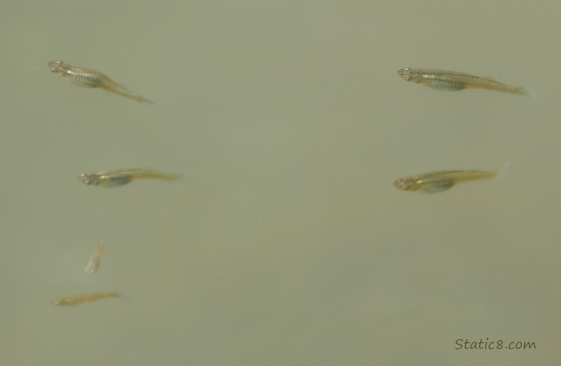 Minnows swimming in water