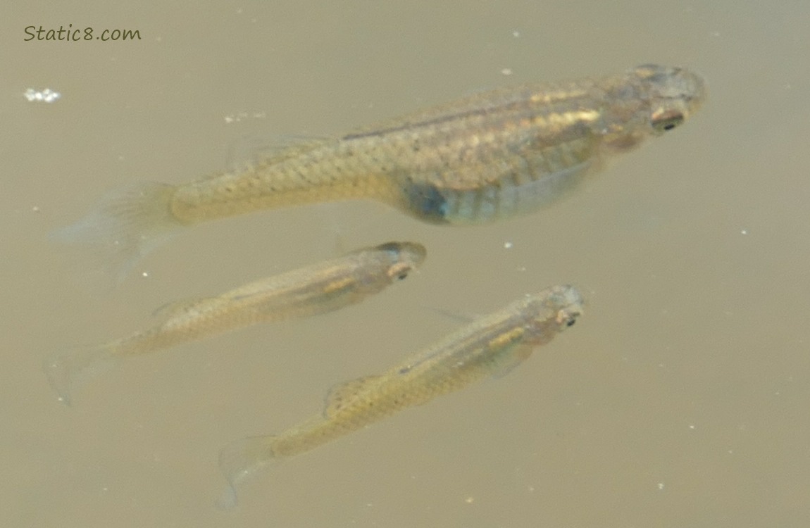 Minnows swimming in the water