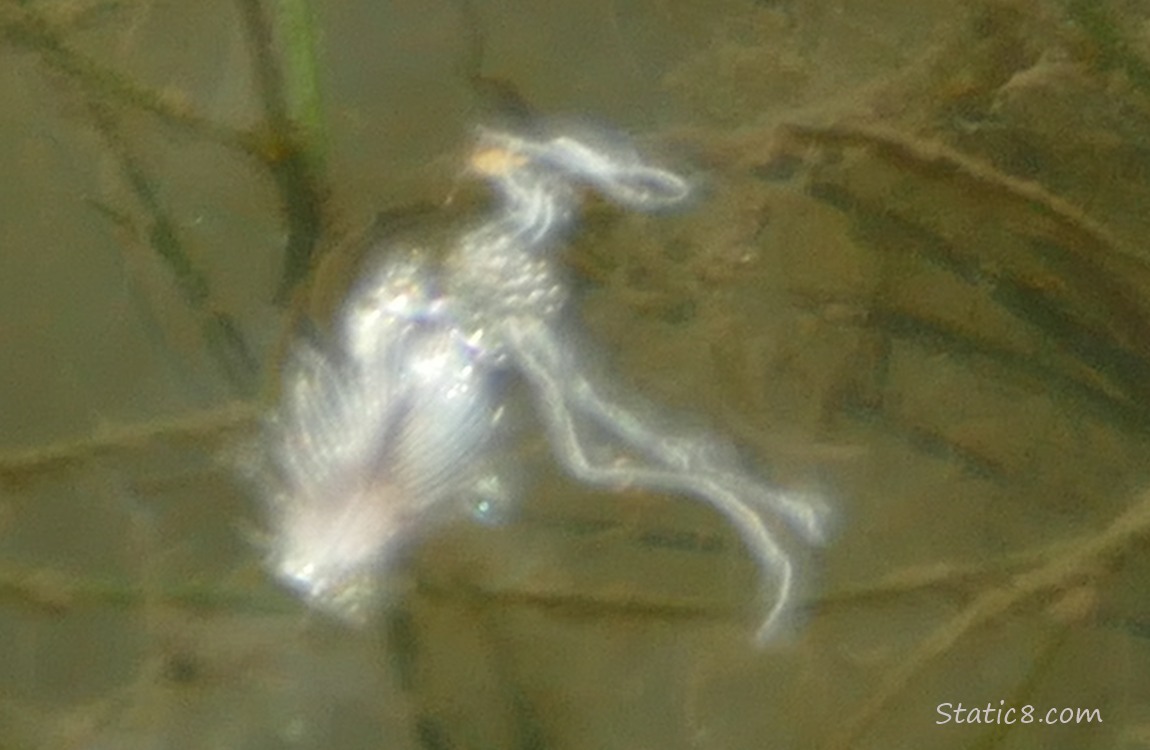 Weird thny skeleton thing in the water