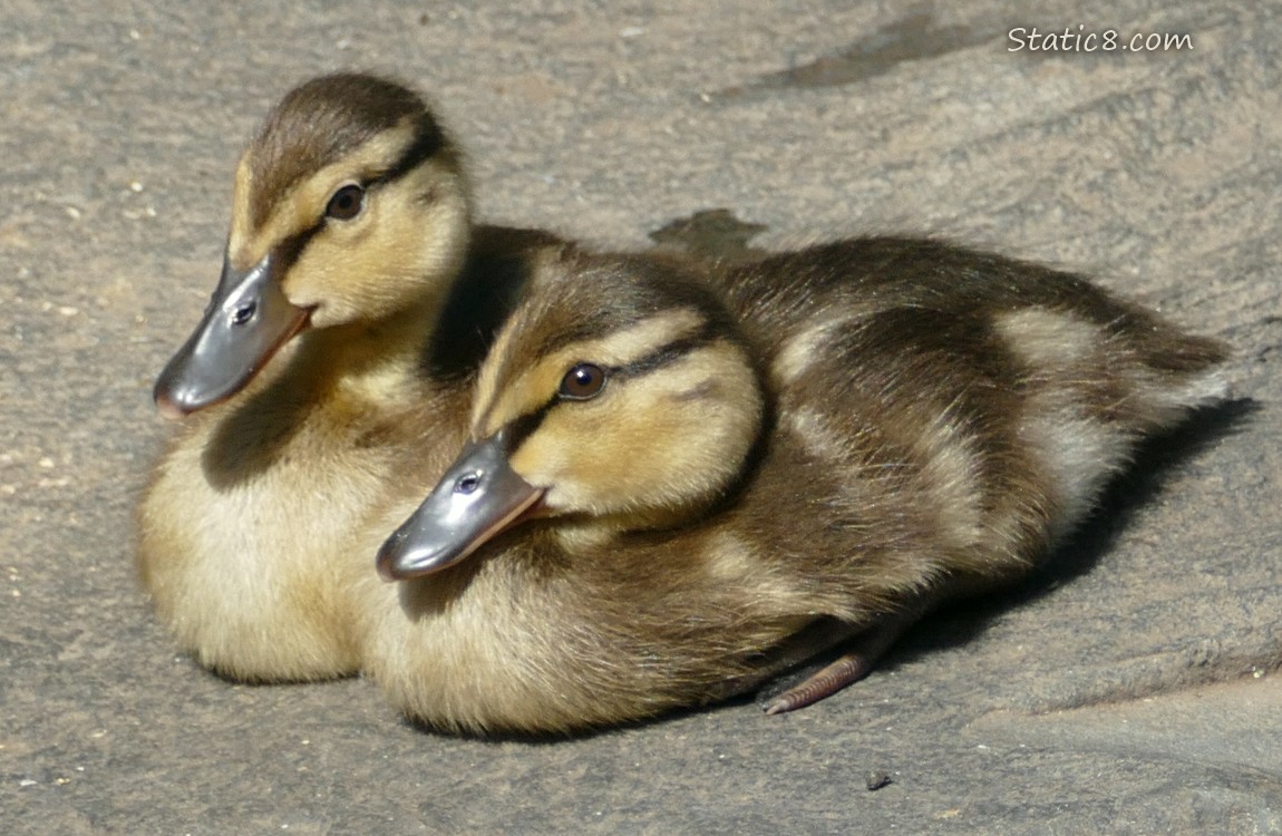 Two ducklings sitting on a rock