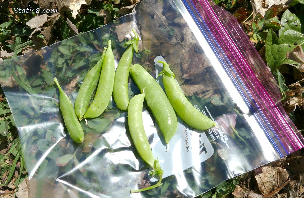7 harvested snap peas on a ziplock bag on the ground