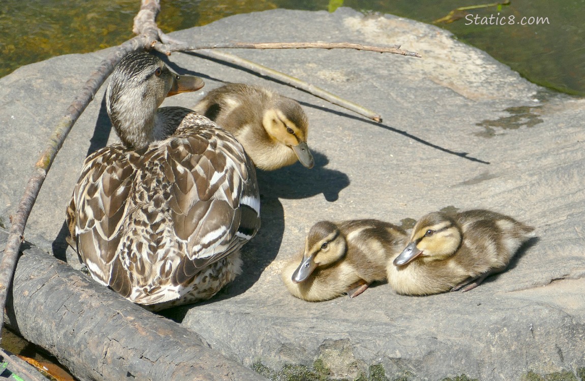 Mama Mallard with three ducklings sitting on a rock