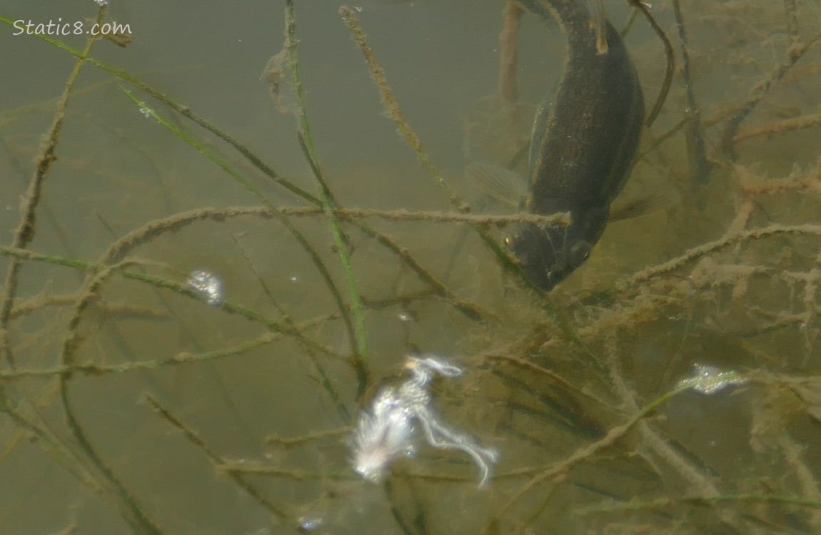 Black Minnow swimming in the water with bits of plants