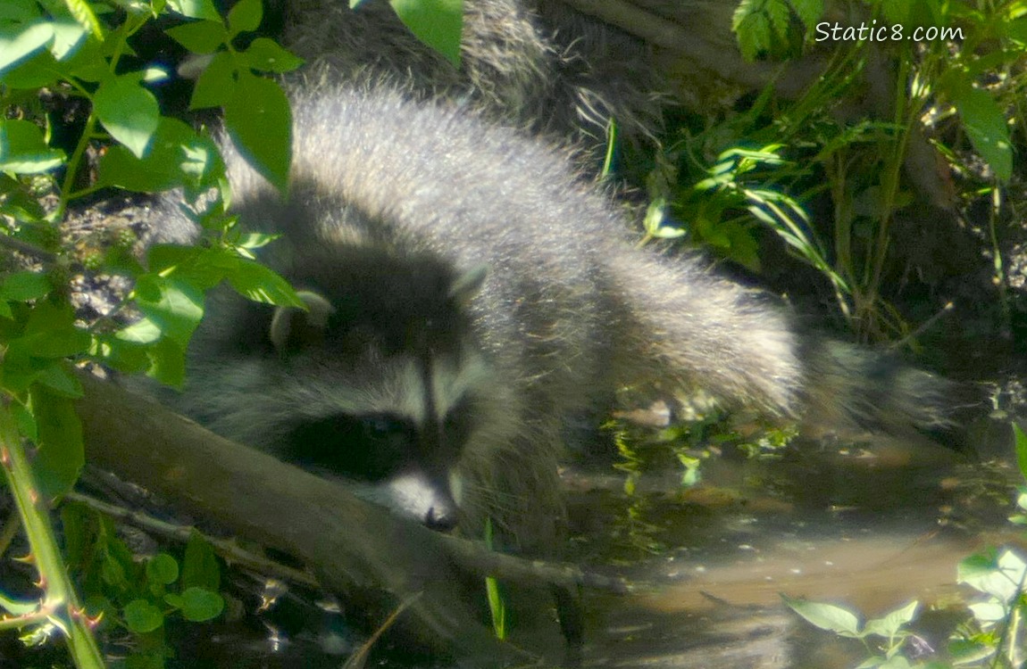 Raccoon baby at the edge of the creek