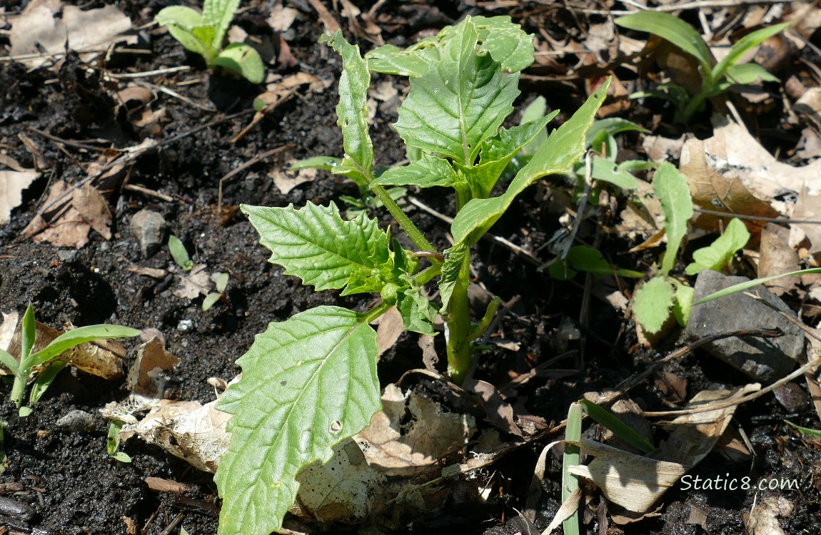 small Tomatillo plant growing in dirt