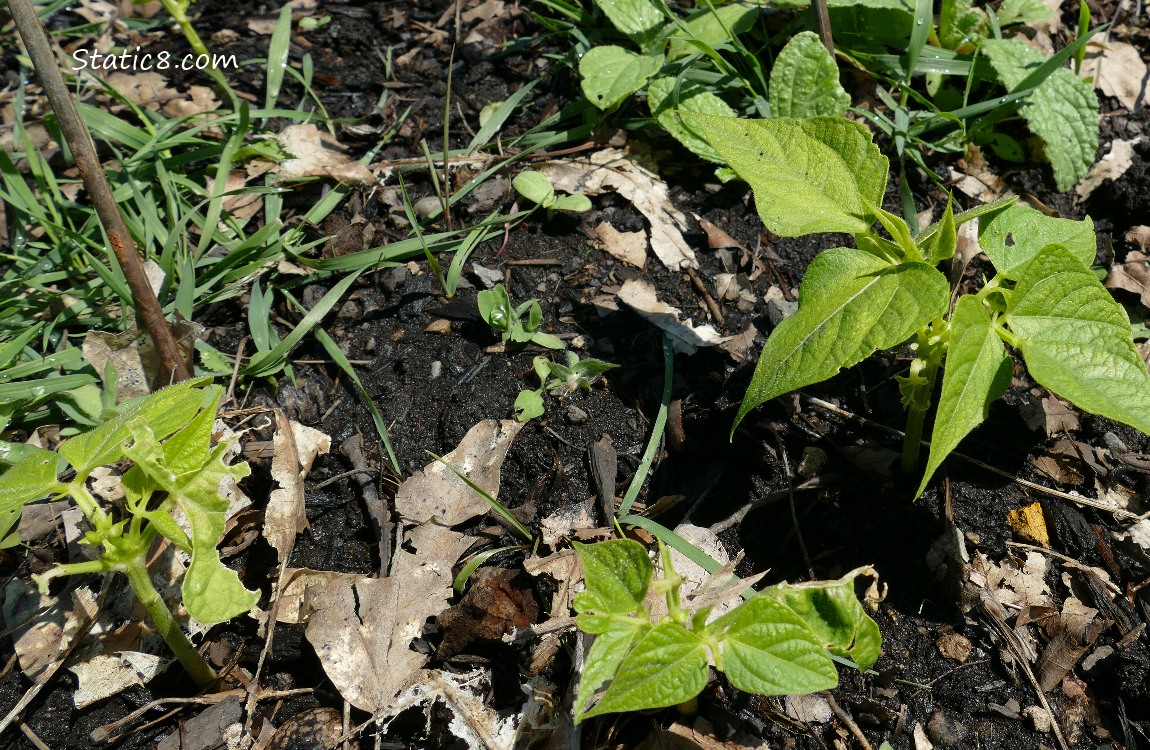 Beans growing in the weeds
