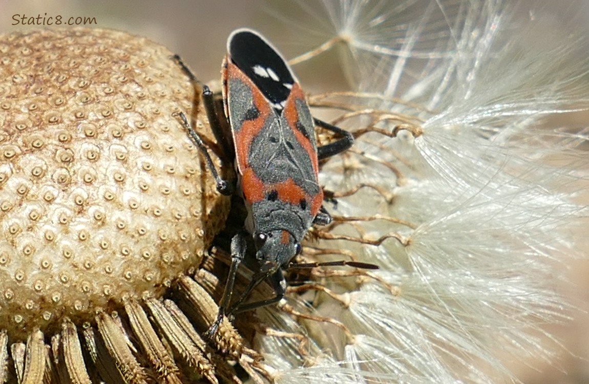 Small Milkweed Bugs on a Dandelion seed head