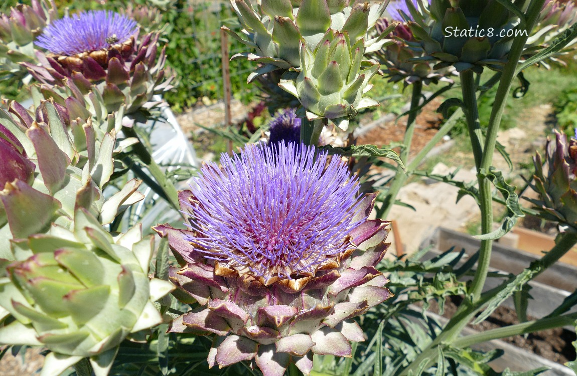 Artichoke blooms