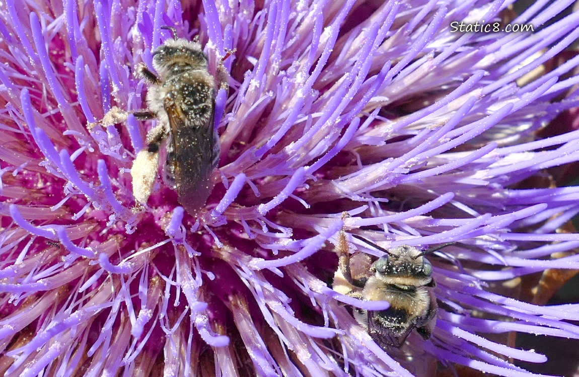 Honey Bees at an Artichoke bloom
