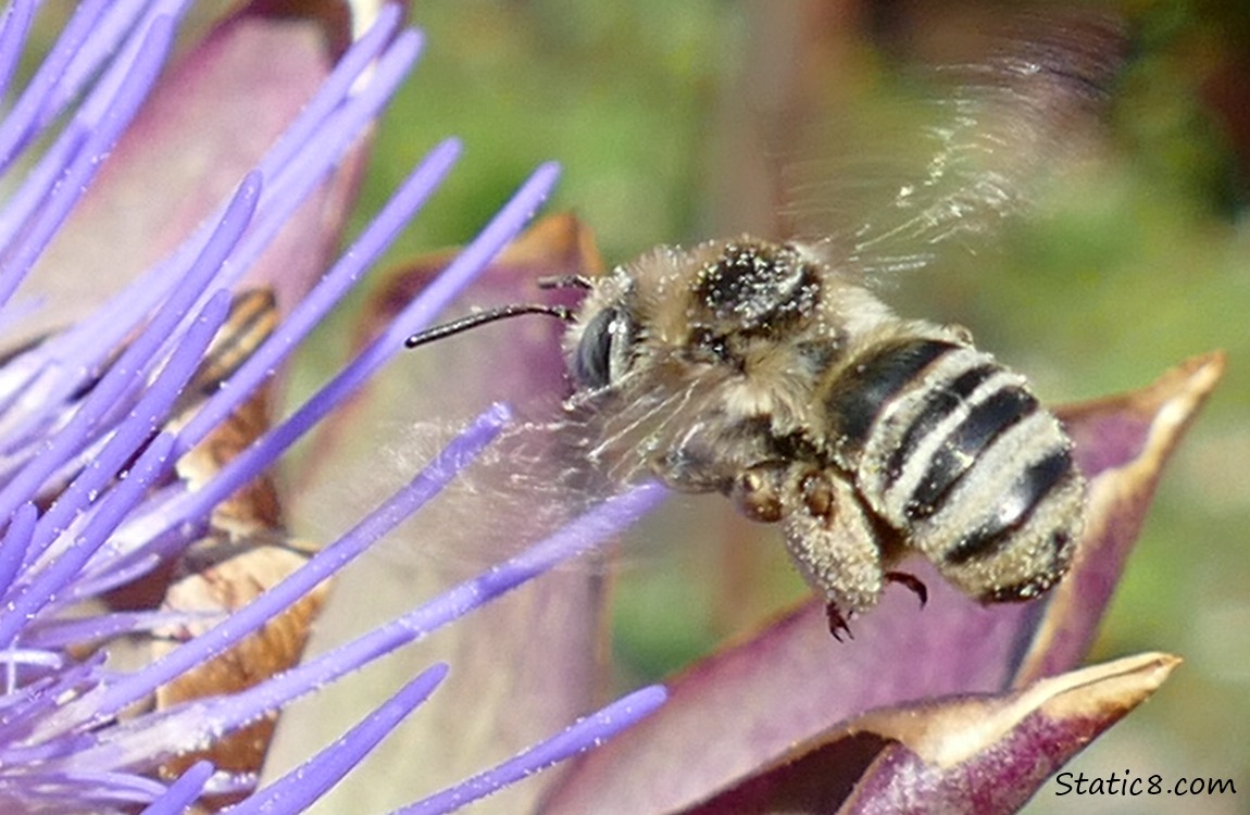 Honey Bee flying to an Artichoke bloom