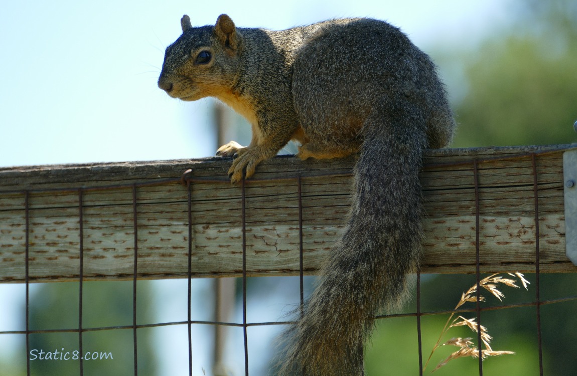 Squirrel standing on a wood fence