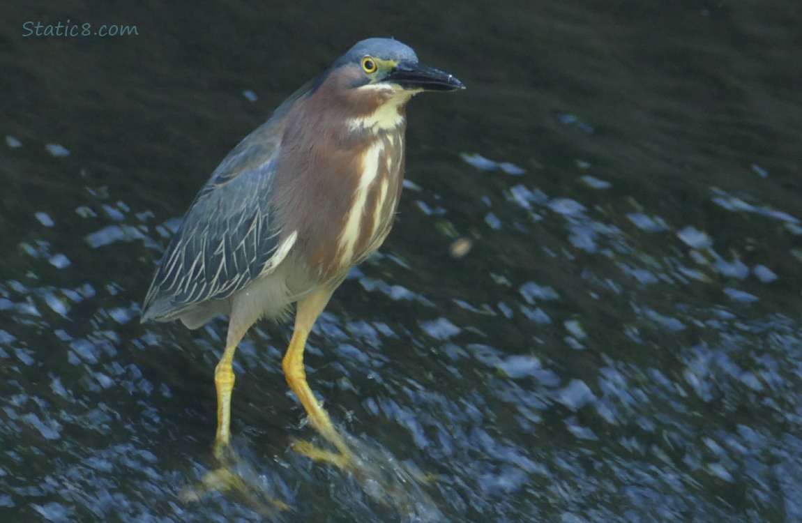 Green Heron standing in shallow rushing water