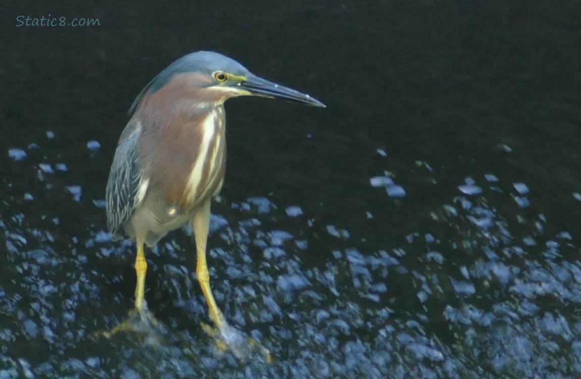 Green Heron standing in shallow rushing water