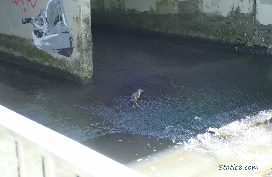 Creek under a bridge