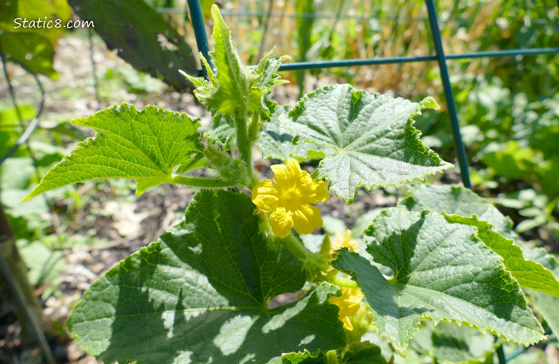 Cucumber plant with blooms