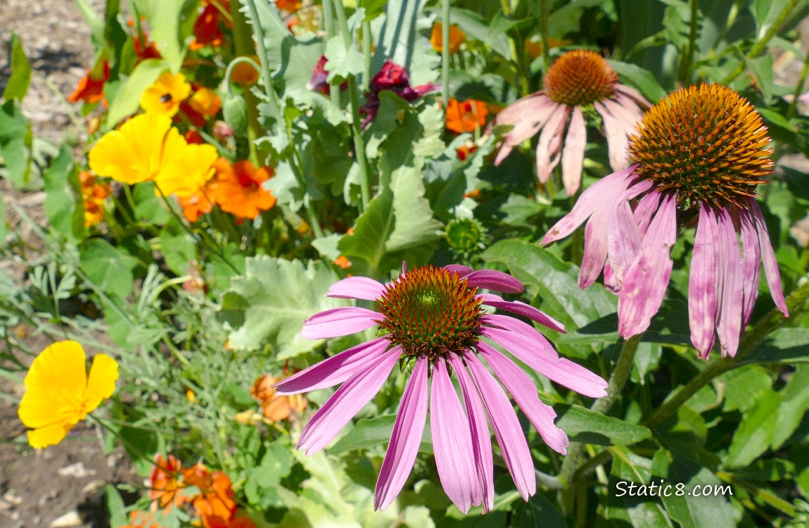 Echinacea blooms with other garden blooms