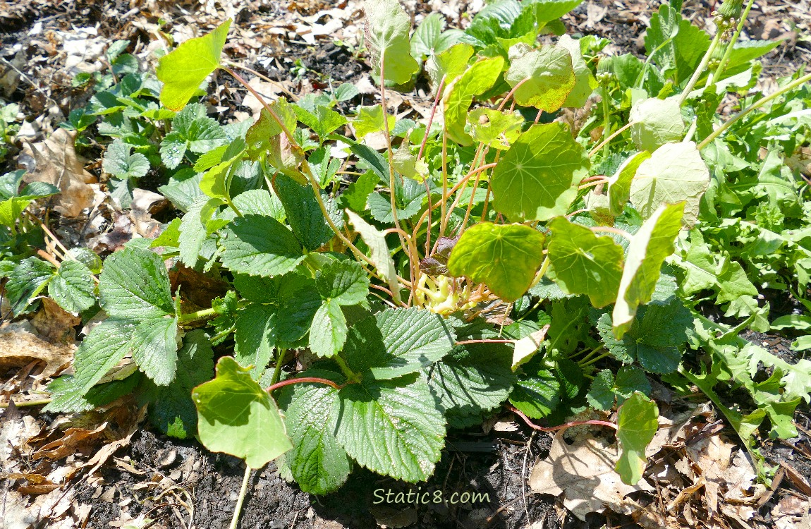 Strawberry plant with a Nasturtium plant